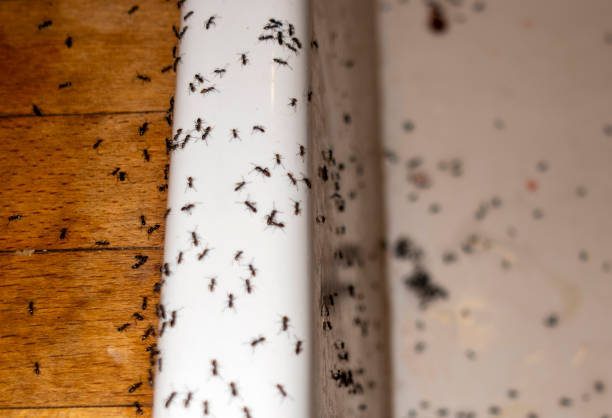 Professional Pest Control in Wareham Center, MA
