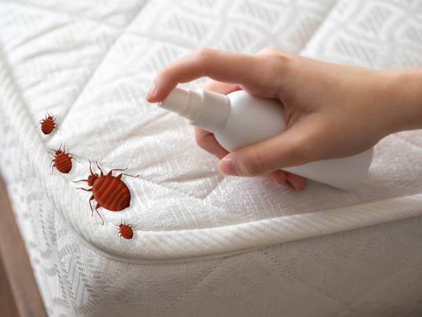 Trusted Wareham Center, MA Pest Control Experts